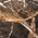 Realtree Max 5